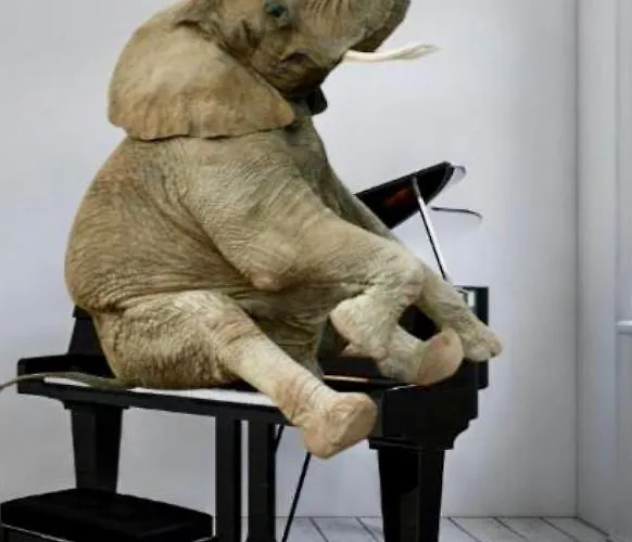 Elephant In My Room
