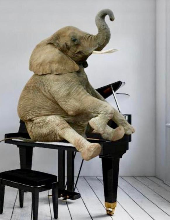 Elephant In My Apartment